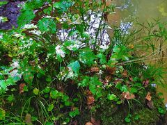 -五营红松林海景区