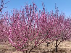 -北京西山国家森林公园