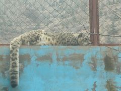 -青藏高原野生动物园