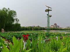 -莲花池公园