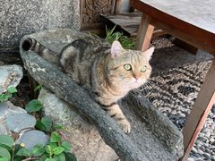 -喵屿·大理花园猫咖