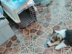 -北京恒爱动物医院(清景园分院)