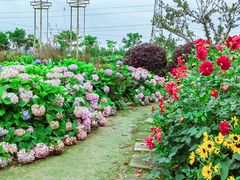 -紫颐香薰山谷景区