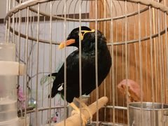 -杭州香格里拉·香宫中餐厅