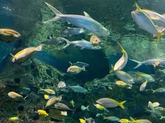 -上海海洋水族馆