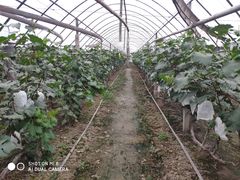 -马陆小张葡萄园农家乐