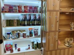 -猫十亿·布偶金渐层·曼基康矮脚猫舍(青年路店)