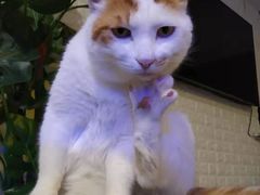 -平行世界·猫咖(首经贸店)