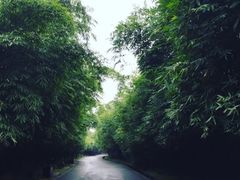 -成都大熊猫繁育研究基地