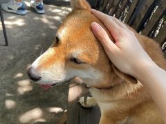 -柴犬高等学院·狗咖·柴犬售卖·宠物训练