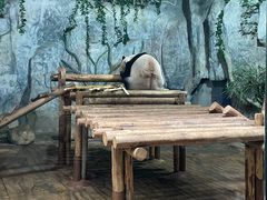 -深圳野生动物园