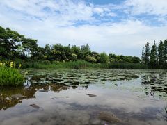 -上海长兴岛郊野公园