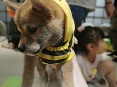 -逗柴咖啡屋·狗咖猫咖宠物桌游