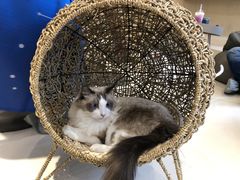-飞行喵MR PILOT|猫舍·猫咖(静安大融城店)