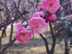 -梅花山(明孝陵内)