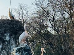 -合肥野生动物园