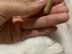 -西安京西宠物医院·瘫痪·疑难杂症