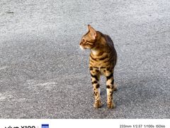 -西安外国语大学(长安校区)