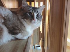 -白兔子密室(长寿路店)