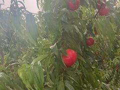 -华盛园卷子王农家菜水库鱼