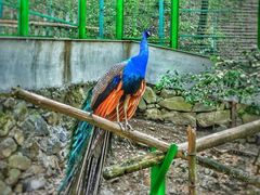 -藏龙百瀑风景区