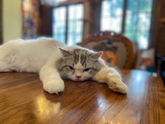 -more than meow吴止猫主题餐厅(承德 中船汇店)