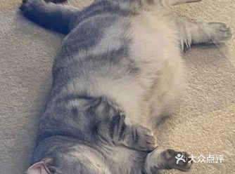 太可爱了这家店 首先从环境来看一看就是一家悉心照顾猫