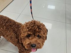 -美联众合动物医院(·中兽医·疑难杂症·严家桥分院)