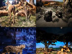 -国家自然博物馆