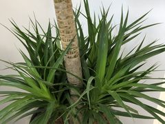 -喜茶(杭州滨江宝龙店)