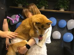 -百好乐宠物友好餐厅(朝外大街店)