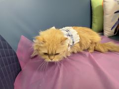 -北京观赏动物医院·24小时大型综合·猫专科·异宠专科