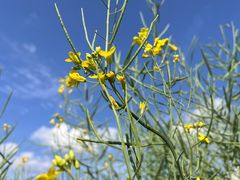 -光明小镇欢乐田园