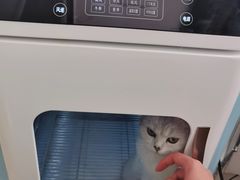 -糯米喵星人总部直营旗舰店·猫舍·幼猫出售
