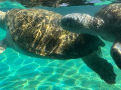 -珠海长隆海洋王国