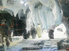 -帝企鹅自助餐厅•儿童岛•真企鹅(长隆企鹅酒店)