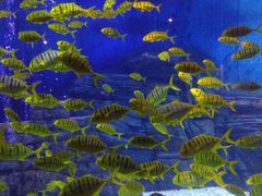 -烟台海昌鲸鲨海洋公园