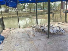 -武汉紫薇都市田园