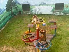 -西霞口神雕山野生动物世界