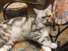 -猫猫幼稚园·撸猫·桌游·电玩