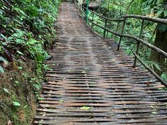 -西双版纳原始森林公园