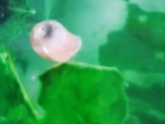 -中环花鸟鱼虫市场