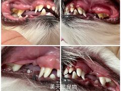 -FAELING PETS美天灵宠物(合生汇店)