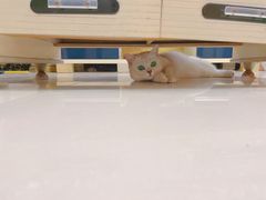 -宠颐生宠物医院·骨外科·犬猫全科诊疗中心(池州店)