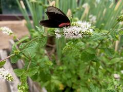 -徐州绿地皇冠假日酒店-汉宫中餐厅