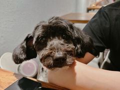 -芭比堂动物医院广州顽皮分院