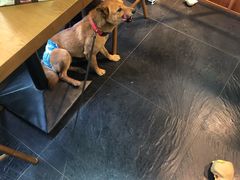 -Goku PET SHOP宠物视觉生活馆(双井店)