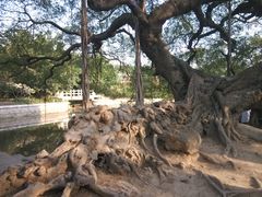 -小洲村