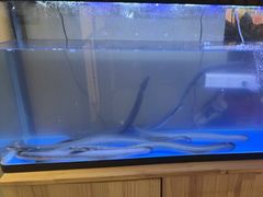 -彩汐 日式海鲜&烧鸟居酒屋