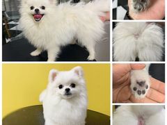 -Oh My Dog宠物沙龙(伊珊娜皮毛护理店)